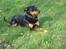 Rottweiler Tyson