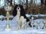 Cavalier king charles spaniel Jobbe