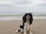 Cavalier king charles spaniel Jobbe - Jobbe maj 2010, ved stranden i Løkken
