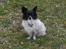 Blanding af racer Keld chihuahua/papillon - Hos farmor