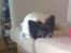 Blanding af racer Keld chihuahua/papillon - Slappe af