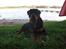 Rottweiler Ace