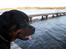 Rottweiler Ace