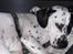 Blanding af racer pongo R.I.P