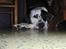 Blanding af racer pongo R.I.P