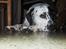 Blanding af racer pongo R.I.P