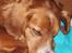 Nova scotia duck tolling retriever Chang - tak fordi i kiggede forbi, men når man er en ældre herre, så skal man have en lille GAAB lur <3