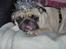 Mops Carlos