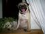 Mops Carlos