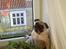 Mops Carlos