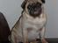 Mops Carlos