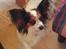 Papillon Luton R.I.P.