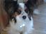 Papillon Luton R.I.P.