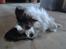 Papillon Luton R.I.P.