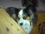 Papillon Luton R.I.P.