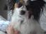 Papillon Luton R.I.P.
