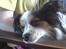 Papillon Luton R.I.P.
