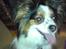 Papillon Luton R.I.P.
