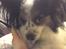Papillon Luton R.I.P.