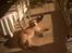 Golden retriever Lonnie R.I.P Himmelhund <3 <3 12.12.12