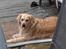 Golden retriever Lonnie R.I.P Himmelhund <3 <3 12.12.12