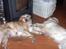 Golden retriever Lonnie R.I.P Himmelhund <3 <3 12.12.12