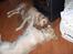 Golden retriever Lonnie R.I.P Himmelhund <3 <3 12.12.12