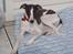 Whippet Thea
