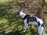 Whippet Thea