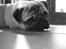 Mops Frodo!(: - *nyt*
