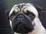 Mops Frodo!(: - Frode(: