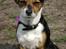 Chihuahua /Jack russell Frida R.I.P - » ´ Velkommen til Frida´s profil <3´ (´: