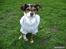 Chihuahua /Jack russell Frida R.I.P - Se min fine trøje (: