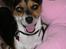 Chihuahua /Jack russell Frida R.I.P - Syd Frankrig (: 