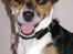 Chihuahua /Jack russell Frida R.I.P