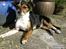 Chihuahua /Jack russell Frida R.I.P - Soler hjemme i haven :P