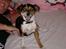 Chihuahua /Jack russell Frida R.I.P