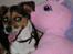 Chihuahua /Jack russell Frida R.I.P