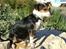 Chihuahua /Jack russell Frida R.I.P