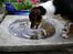 Chihuahua /Jack russell Frida R.I.P