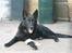 Schæferhund Isi <3 R.I.P ;´/