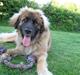 Leonberger Kausholm´s Zica