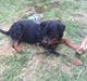 Rottweiler King