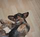 Gravhund Holmes Bakke Bimse