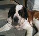 Sankt bernhardshund Molly