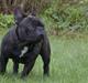 Fransk bulldog Lexus