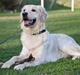 Golden retriever Shadow