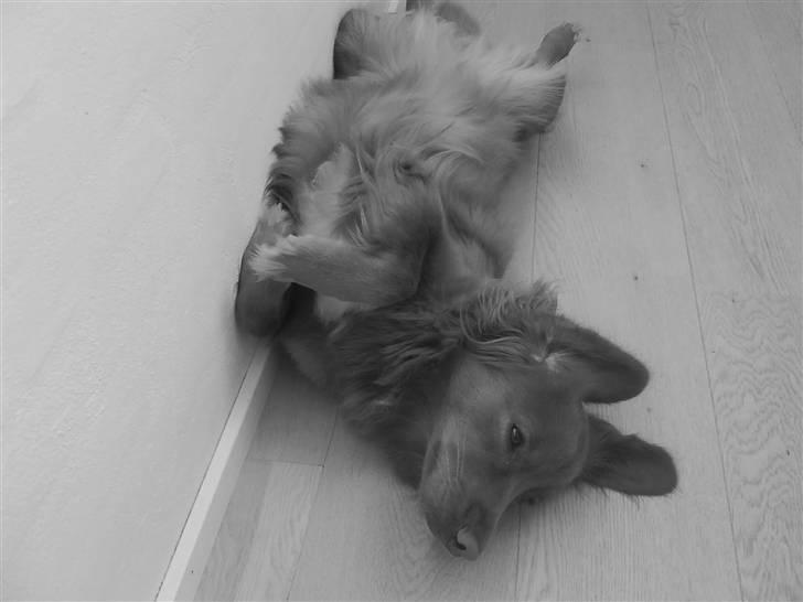 Nova scotia duck tolling retriever Tasha  billede 6