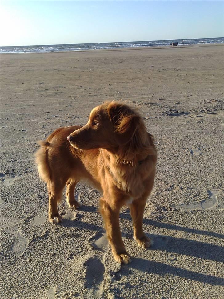 Nova scotia duck tolling retriever Tasha  billede 8