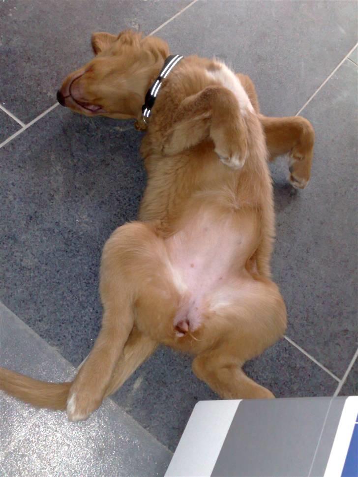 Nova scotia duck tolling retriever Tasha  billede 10